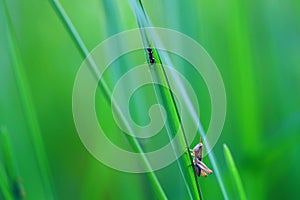 A grasshopper sitting in the grass close up. A green grasshopper.