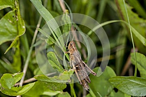 Grasshopper sitting on the grass, picturee from above