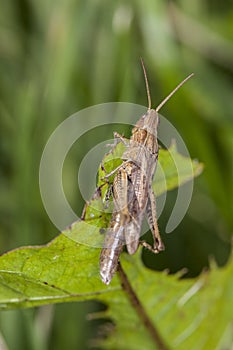 Grasshopper sitting on the grass, view from the side