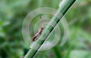 A grasshopper sitting on a green branch close up macro