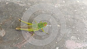 A grasshopper sitting on the grunge cement background