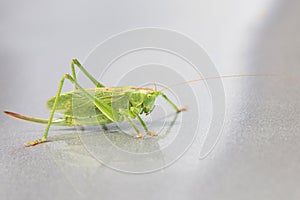 Grasshopper sitting on the hood of the car photo