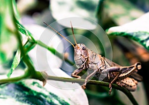 Grasshopper Sitting on an Ivy Stem