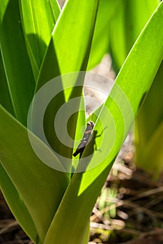 Grasshopper sitting on the leaf