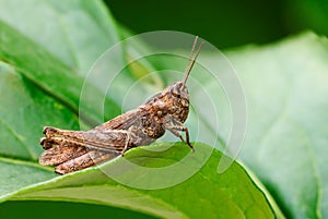 Grasshopper sitting on a leaf, closeup