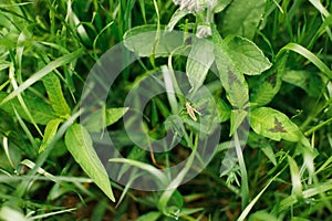 Grasshopper sitting on leaves and grass in green meadow. Top view