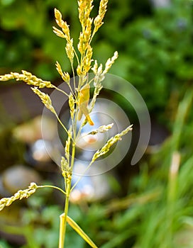 Grasshopper sitting on the stem of a blooming blade of grass