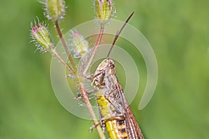 Grasshopper sitting on stem of wild flower