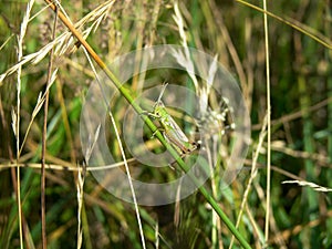 Grasshopper sitting in the tall grass