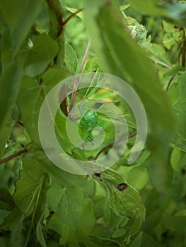 Grasshopper sitting in the tall grass