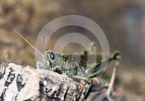 Grasshopper Sitting on Wood