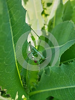 grasshopper sitting on young green leaves