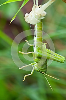 Grasshopper slough of on grass