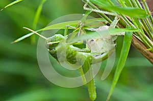 Grasshopper slough of on grass