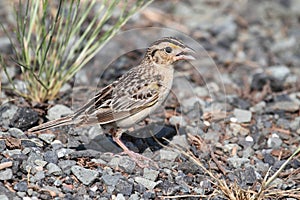 Grasshopper Sparrow (Ammodramus savannarum)