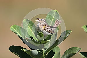 Grasshopper Sparrow Ammodramus savannarum