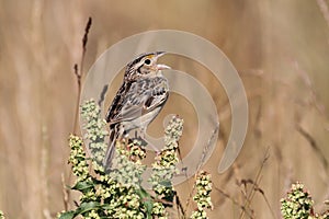 Grasshopper Sparrow Ammodramus savannarum