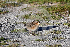 A Grasshopper sparrow sits perched on a gravel path