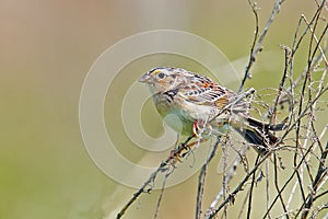 Grasshopper Sparrow