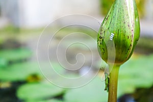 Grasshopper spawn on lotus flower and lilly pad on swamp