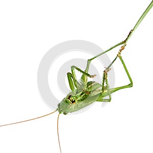 Grasshopper on a stalk isolated