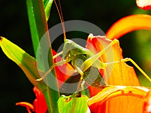 A grasshopper is standing on a flower