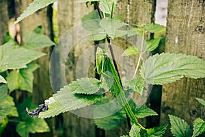 Grasshopper standing on green nettle leaf