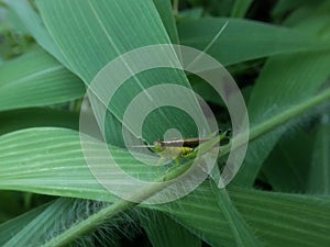 a grasshopper standing on a leaf stem