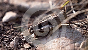 The grasshopper stands on a stone