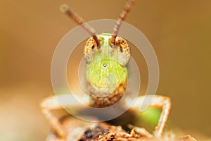 Grasshopper Stare