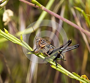 Grasshopper on a Stem