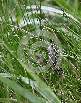 Grasshopper on a stem