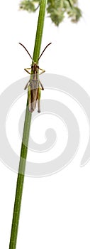 Grasshopper on a stem in front of white background