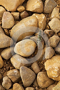 Grasshopper Among Stones -