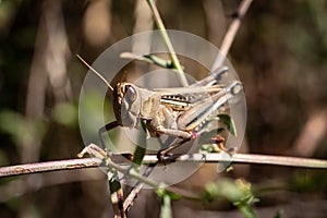 Grasshopper striped eye