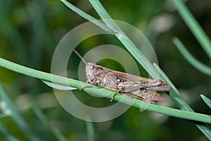 Grasshopper in summer grass