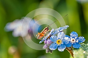 Grasshopper on a summer meadow sits on blue flowers of a forget