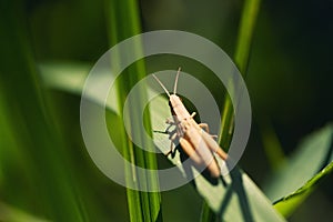 Grasshopper in the sun sitting on a blade of grass