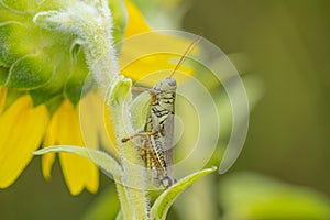 Grasshopper on Sunflower in late Summer