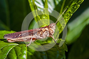 Grasshopper taking sunbath III