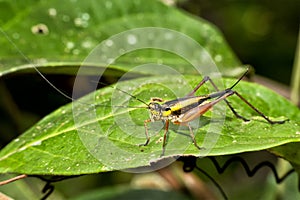 Grasshopper, Tanjung Puting National Park, Borneo