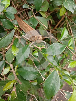 Grasshopper in the tea tree