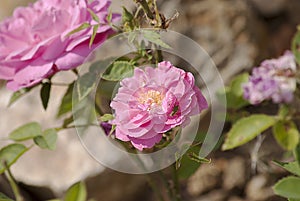 A grasshopper on a tender pink rose blossom