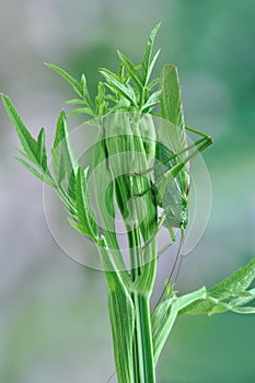 Grasshopper Tettigonia caudata on a plant photo