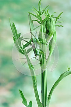 Grasshopper Tettigonia caudata on a plant photo