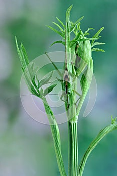 Grasshopper Tettigonia caudata on a plant photo