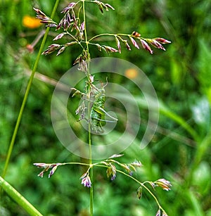Grasshopper. Tettigonia viridissima. Insect. Nature.