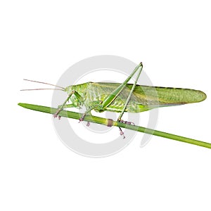 Grasshopper Tettigonia viridissima isolated on white background