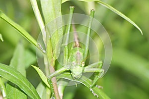 grasshopper tettigonia viridissima - macro photography close up of insect