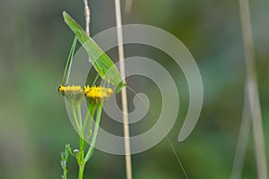 Grasshopper(Tettigonioidae)